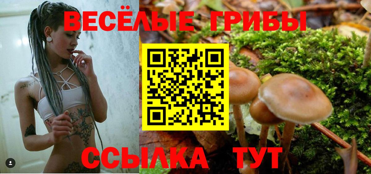 Галлюциногенные грибы Cubensis Псков